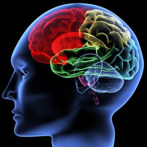 Brain in skull