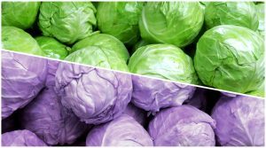 Purple & green cabbages
