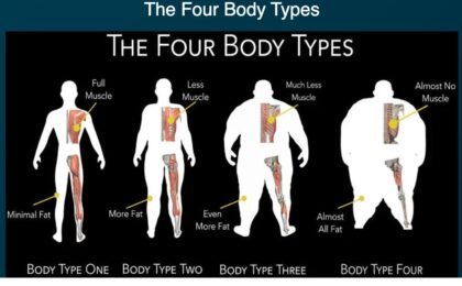 Four Body types wide